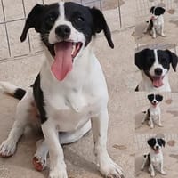 Giannis, ein echter Herzensbrecher, Hund zur Adoption