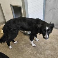 Hübsche Hündin Collie, Hündin zur Adoption