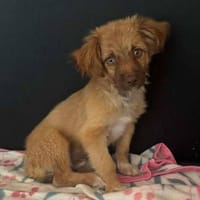 Zauberhafter SIMBA sucht liebe Familie, Hund zur Adoption