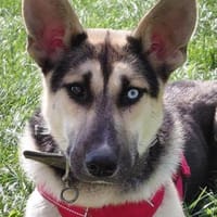 LEVI - ein ganz besonderer Hund, Hund zur Adoption
