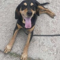 Rhonda Braquen Mix 9-10 Jahre, Hündin zur Adoption