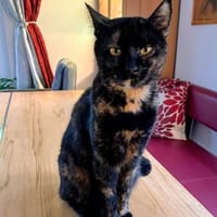 Hübsche Schildpattkatze Lenka 2 Jahre, Katze zur Adoption