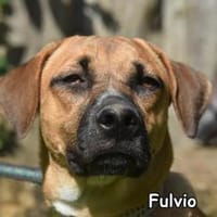 FULVIO, Hund zur Adoption