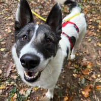 Ebano wartet auf Pflegestelle Nähe HH!, Hund zur Adoption