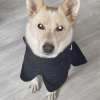 SOS - HERMES verliert sein Zuhause 🆘🆘, Hund zur Adoption