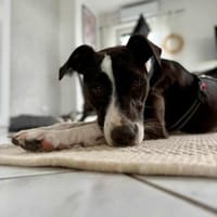 Aktive Pepita in 64331 Weiterstadt, Hündin zur Adoption