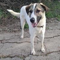 Jaro, Hund zur Adoption