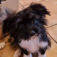 Süße LUISA sucht ihr Zuhause, Hündin zur Adoption