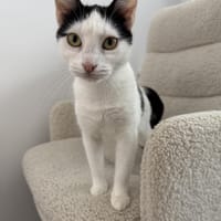 Sanfte ZIPPY sucht ihre Menschen!, Katze zur Adoption
