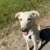 GAYA sucht ein ländliches Zuhause!, Hündin zur Adoption