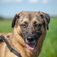 Unkomplizierte Hündin YUKI sucht!, Hündin zur Adoption