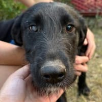 ANA 2 sucht Familie, Hündin zur Adoption