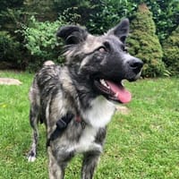 Frances sucht ihr Familie, Hündin zur Adoption
