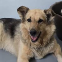 Alicia sucht endlich ihr Zuhause, Hündin zur Adoption