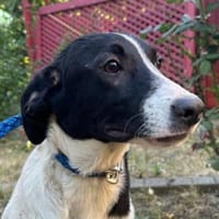MIA 2 sucht Familienanschluss, Hündin zur Adoption