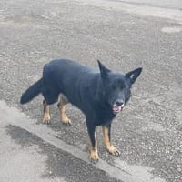 Kalle möchte endlich ankommen, Hund zur Adoption