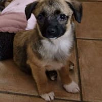 Süßer LUDWIG sucht sein Zuhause, Hund zur Adoption