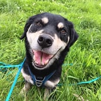 Mika - Kleiner, unkomplizierter Hundebub, Hund zur Adoption
