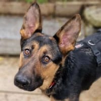 MERIDA, lebensfroh und verträglich, Hündin zur Adoption