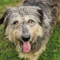 MAYA sucht Familie, Hündin zur Adoption