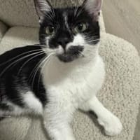 Schmusekatze NURIEL sucht!, Katze zur Adoption