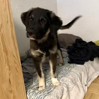 Teddy - süßer & verspielter Welpenbub, Hund zur Adoption