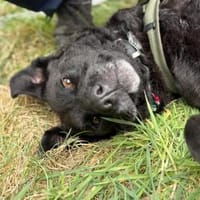 Lexi - sucht ihr Zuhause, Hündin zur Adoption