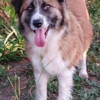 MINYA - auf der Suche nach Glück, Hündin zur Adoption