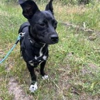 Kleine Hündin SLUKI sucht ein Zuhause!, Hündin zur Adoption