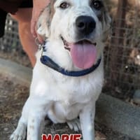 Marie - verschmust und kuschelbedürftig, Hündin zur Adoption