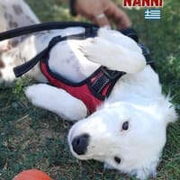 Nanni - lebhafte, süße Fellnase, Hündin zur Adoption