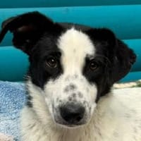 KIM-liebevolle, sanfte Hündin, 50 cm, Hündin zur Adoption