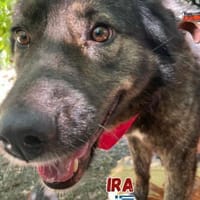 Ira - Liebe, ruhige Hündin, Hündin zur Adoption
