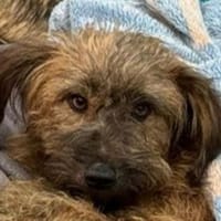 SASCHA-zuckersüße Hündin, 40 cm, Hündin zur Adoption