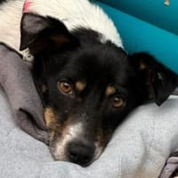 NALA-hübsche Hündin, 44 cm, Hündin zur Adoption