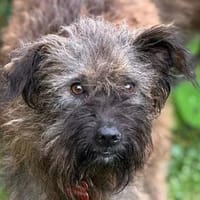 SOPHIA-zuckersüße Hündin, 44 cm, Hündin zur Adoption