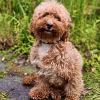 Pudel Apuca in 38448 Wolfsburg, Hund zur Adoption