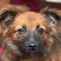 ELISA-wunderschöne Jung-Hündin,29 cm(w), Hündin zur Adoption