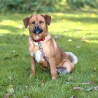 Grinchi sucht Zuhause, Hündin zur Adoption