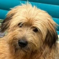 ALVIN-Traumhund-Alarm, 52 cm, Hund zur Adoption