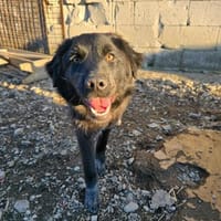 Elli  Traumhund für Herzmenschen, Hündin zur Adoption