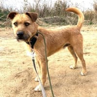 Dodger - braucht Zeit und Geduld, Hund zur Adoption