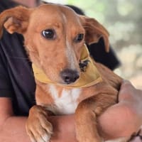 Brunhilde, Hündin zur Adoption