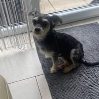 Eleni, Hündin zur Adoption