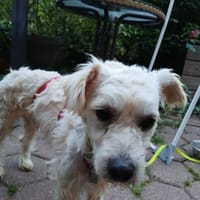 Tarasios, Hund zur Adoption
