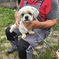 Jonny sucht liebe Menschen, Hund zur Adoption
