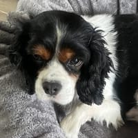 Lenny in 47877 Willich, Hund zur Adoption