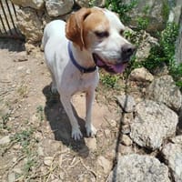 Pointer PIM sucht seine Familie, Hund zur Adoption