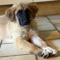 Minnie - süße, flauschige Hündin, Hündin zur Adoption