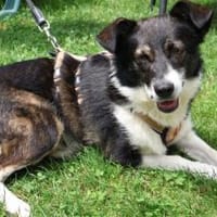 Sonnenschein Saga sucht dich!, Hündin zur Adoption